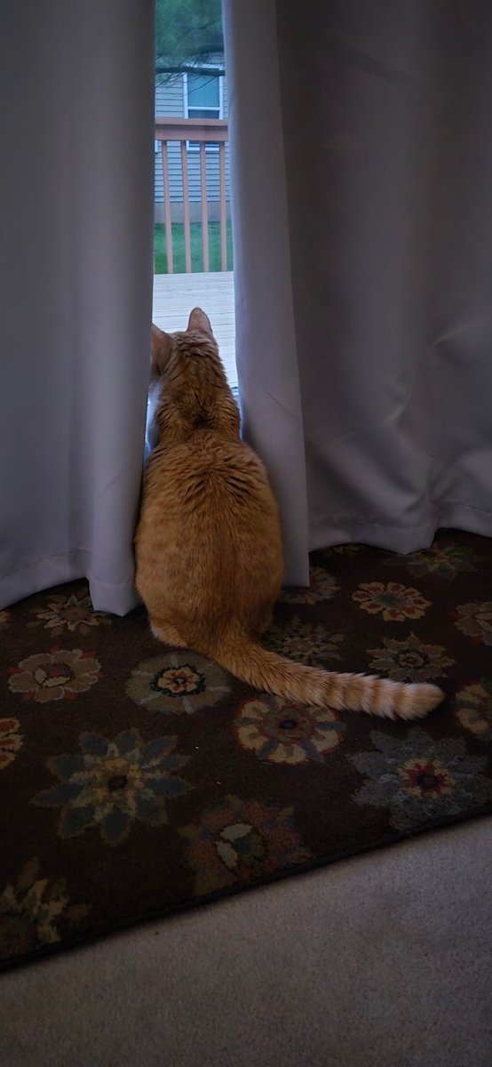 Can you guess what I'm looking at this morning? #Cats #CatsOfX #CatsOfTwitter #Tabby #GingerCats #RescueCat