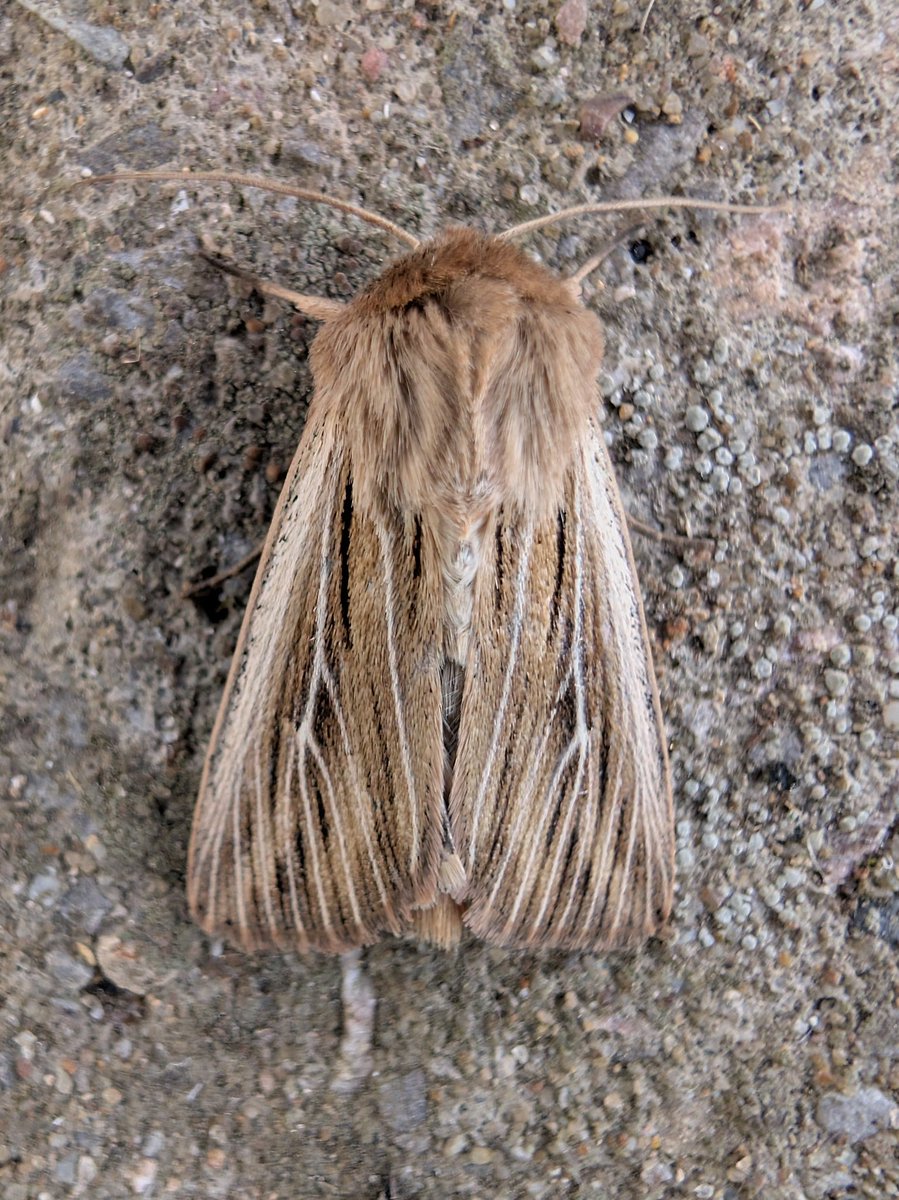 mvj55's tweet photo. Nice fresh mocha last night as well as orange footman, scorched wing, s striped wainscot and about 20kg worth of heart and dart moth https://t.co/b6ucZu7rAK
