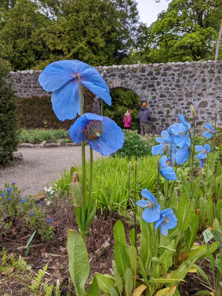Dunvegan Castle & Gardens (@dunvegan_castle) on Twitter photo This monthās šš¦š³š¢šš„ šš¢šØš¢š»šŖšÆš¦ features the Himalayan blue poppy (meconopsis), found in Scottish gardens like Dunvegan Castle & Gardens. Thriving in Skyeās cool, wet climate, theyāre propagated annually from seed.
<a href="/The_RHS/">The RHS</a> <a href="/heraldscotland/">The Herald</a> #meconopisis This monthās šš¦š³š¢šš„ šš¢šØš¢š»šŖšÆš¦ features the Himalayan blue poppy (meconopsis), found in Scottish gardens like Dunvegan Castle & Gardens. Thriving in Skyeās cool, wet climate, theyāre propagated annually from seed.
<a href="/The_RHS/">The RHS</a> <a href="/heraldscotland/">The Herald</a> #meconopisis