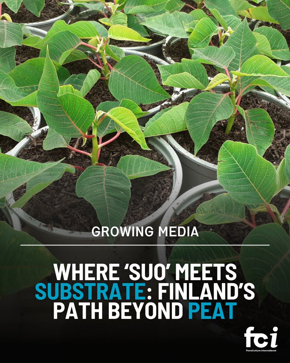 With deep cultural and practical ties to peat, Finnish growers are navigating a complex transition—balancing national supply needs, environmental impact, and emerging science.

Read more on page 36 of the latest edition of FCI: aiph.org/floraculture/l…