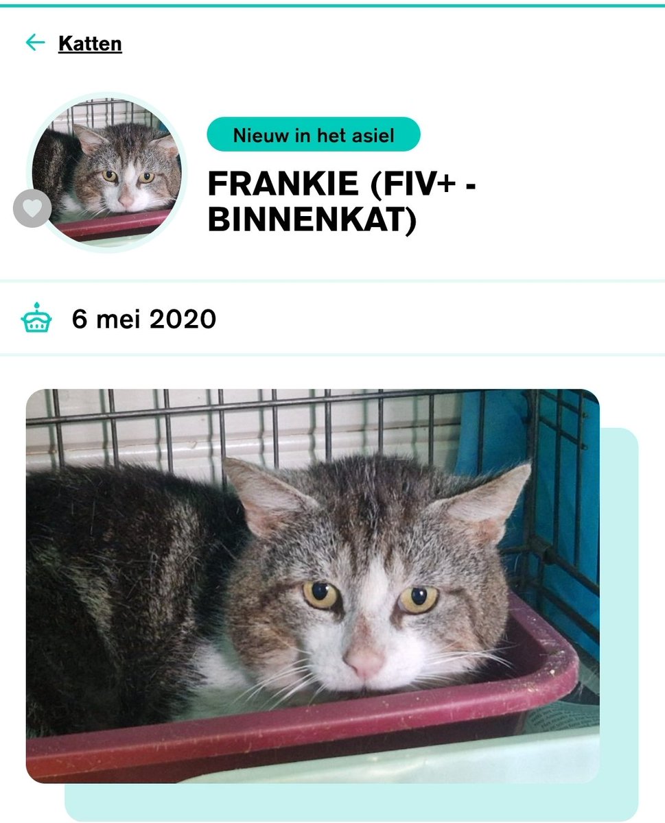 Frankie (FIV+) is nog wat schuw. 
Het leven op straat heeft ervoor gezorgd dat hij voorzichtig is met mensen. 
Wie wil hem het vertrouwen in de mens teruggeven? 

Meer info:
ikzoekbaas.dierenbescherming.nl/asieldier/katt… 

Over FIV:
zuiderzeezwerfdieren.nl/fiv-kattenaids/ 

Delen = ❤

#adoptdontshop 
#sharingsicaring