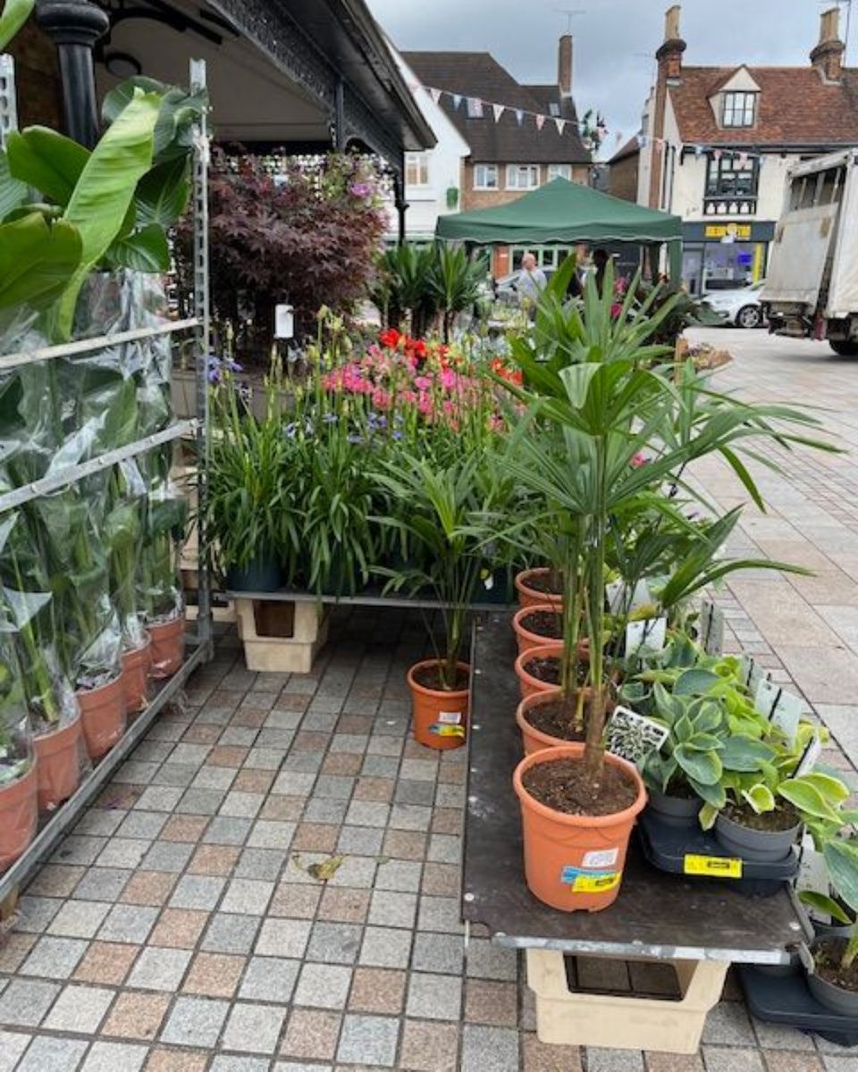 Hoddesdon is full of colour today with the special flower market in town 🌸🌷

Plenty to see and buy with stalls open until 4pm 💐

📅 Usual market days and times:
- Wednesday and Fridays from 8am to 4pm in Hoddesdon and Waltham Cross
- Sundays from 10am to 4pm in Waltham Cross
