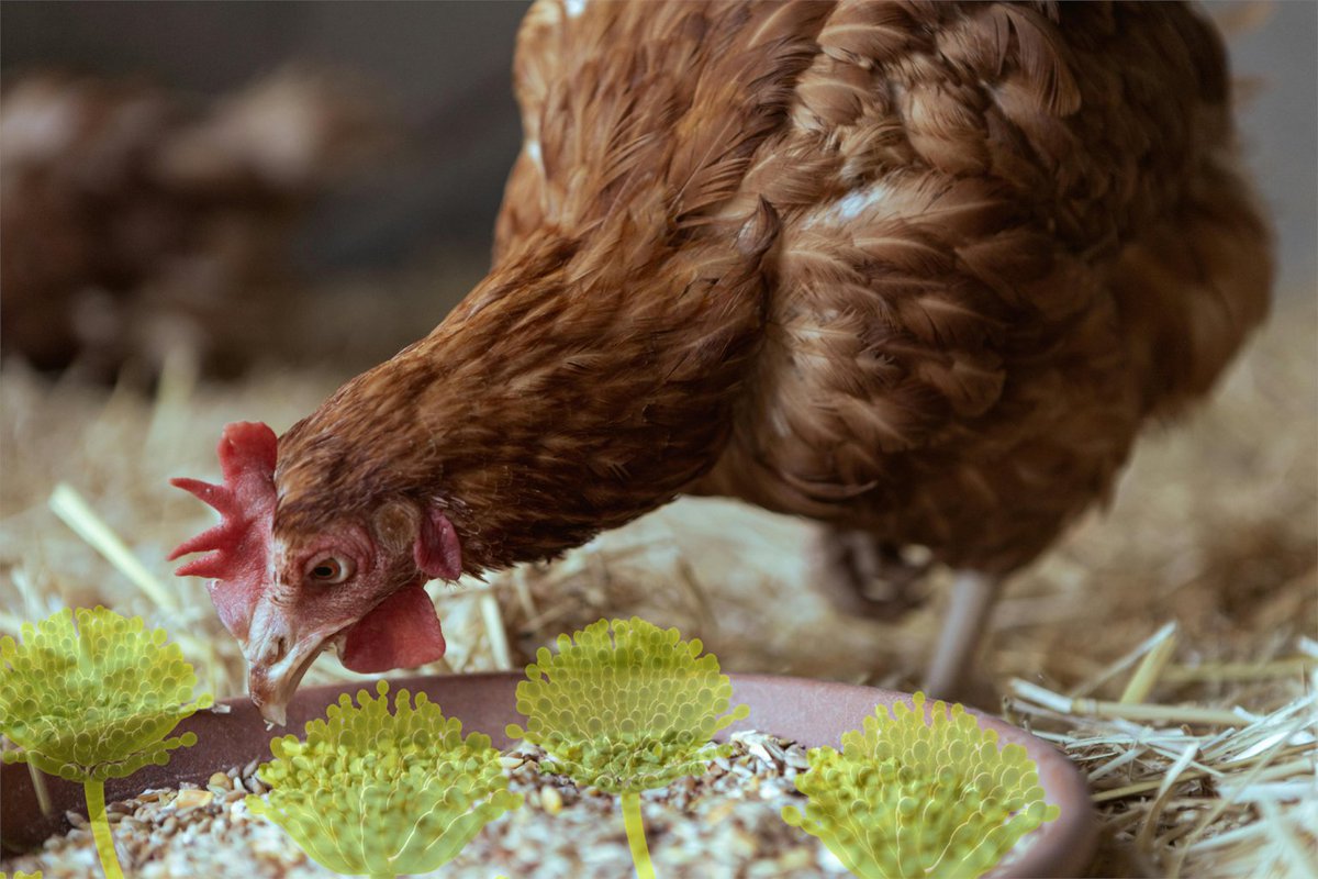 Crops contaminated with mycotoxins could be costing poultry producers over £150,000 in losses each year.

New research shows their true impact on sustainability and economics.

🧪 What’s the true cost of hidden toxins in poultry feed?
&gt;&gt; ow.ly/zakN50W1ptF

#Feed #Poultry