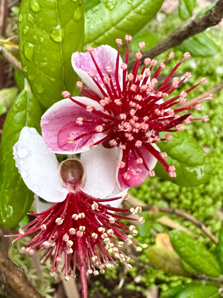 開花した我が家のフェイジョア。雨に濡れて、より鮮やかに（由） #おうちじかん
