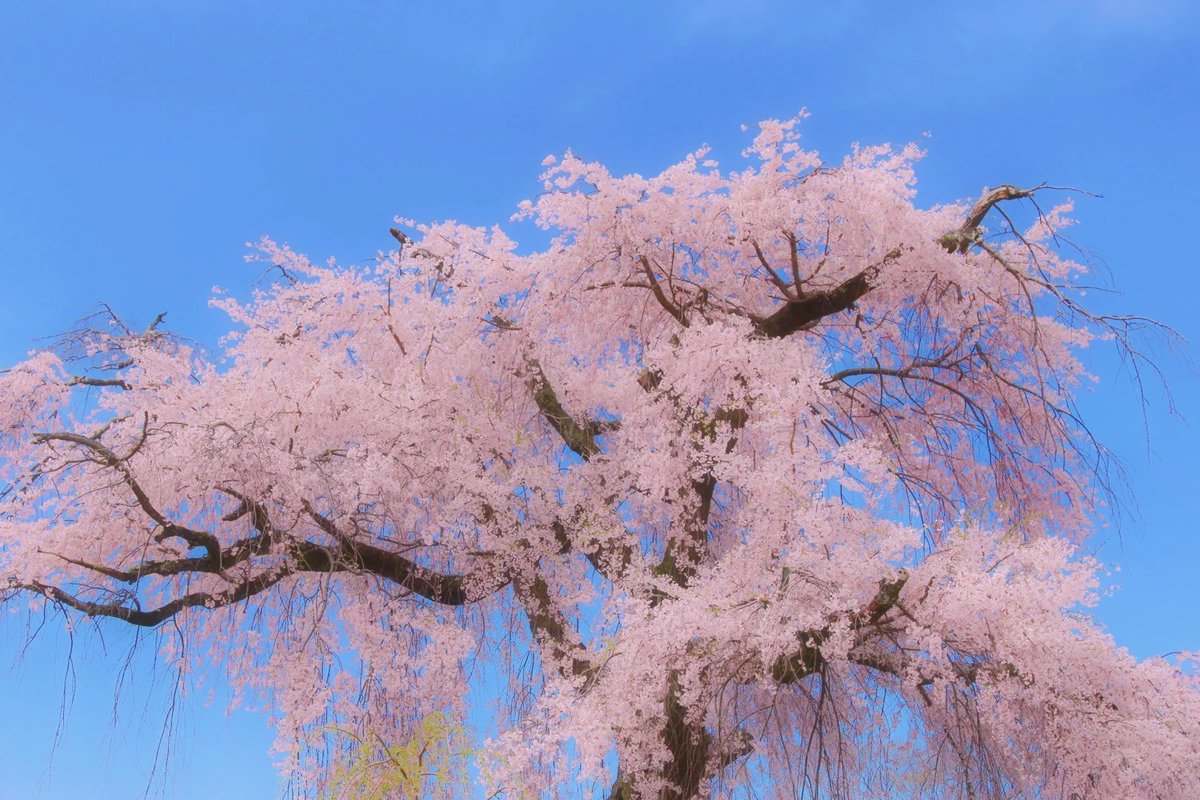 NHoffman3277's tweet image. It's time to say goodbye to Qinghong and Xiahua. The bright scenery of spring and summer has given us so much beauty, but now it's time to bid farewell. #Goodbye #SpringAndSummer #BeautifulMemories #NatureLovers #SeasonalChanges #Farewell