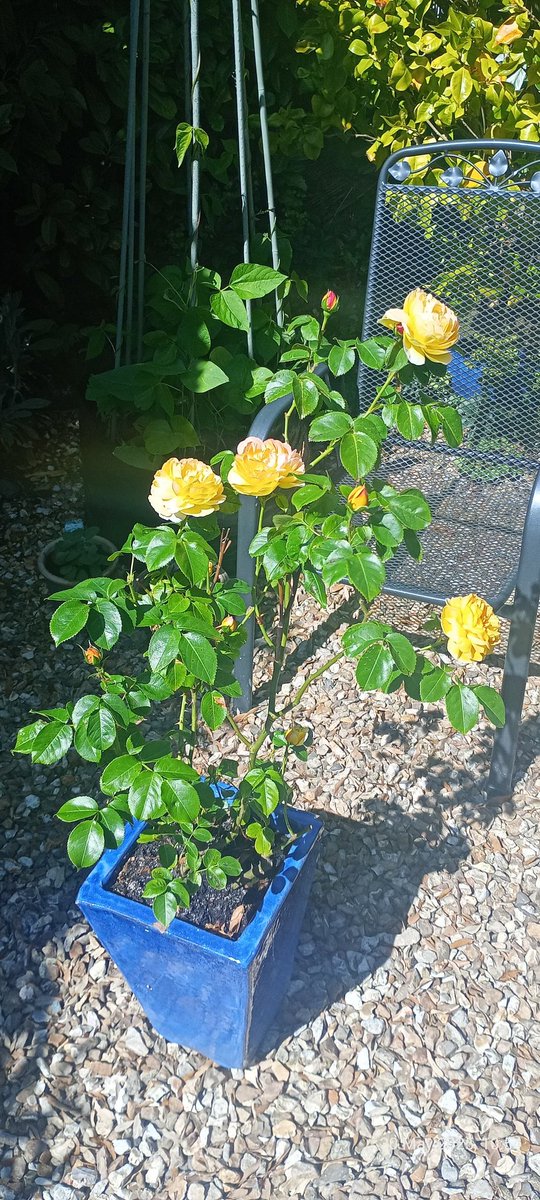 We have a beautiful selection of bush &amp; climbing roses in our Heritage Rose Collection. Nothing enhances a garden in June like roses many of f which will flower throughout the Summer. Discount for multiple orders.heritagegardens.co.uk/collections/he…