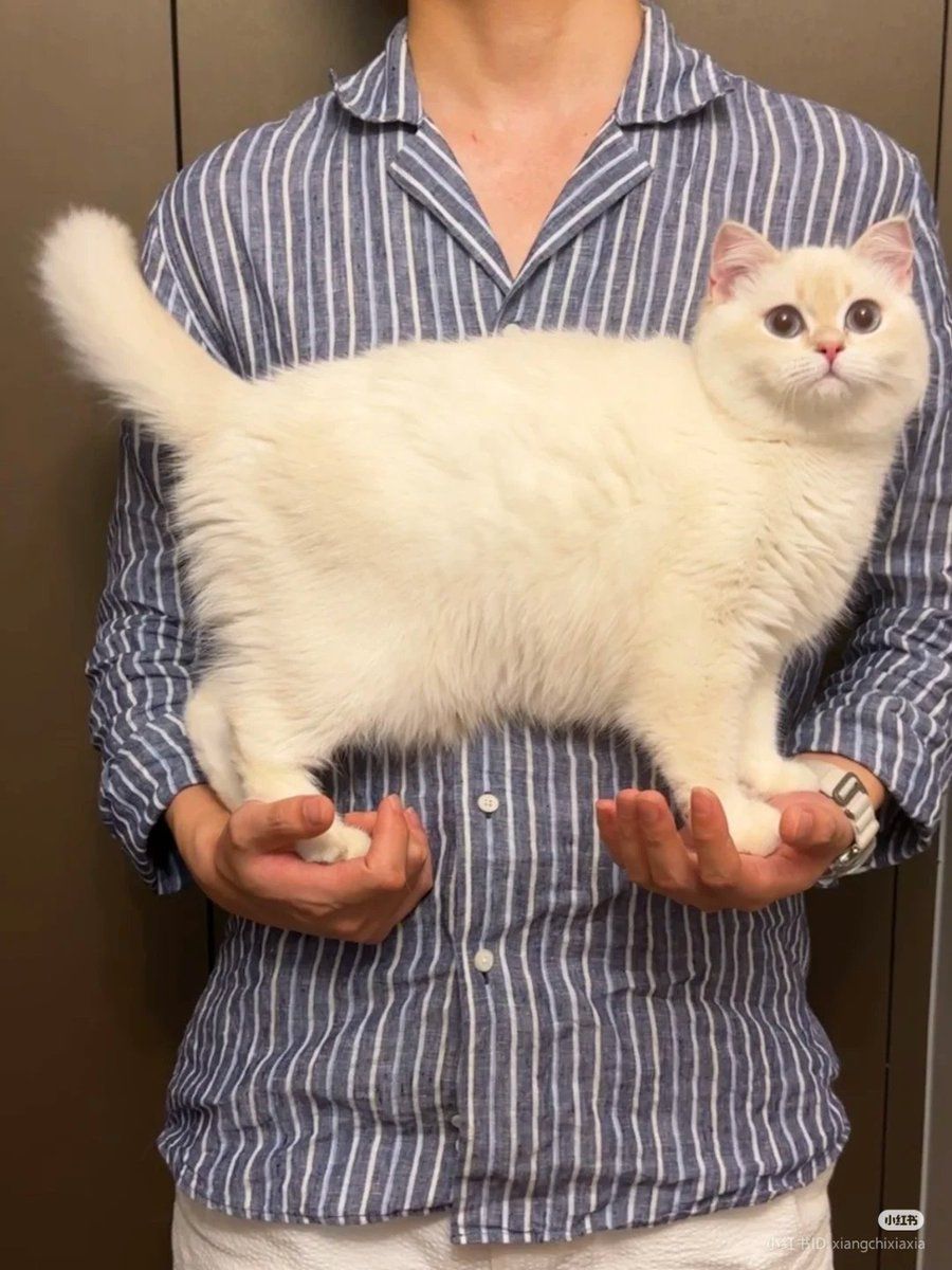 ShouldHaveCat's tweet photo. https://t.co/gGJ0bFZlnn
