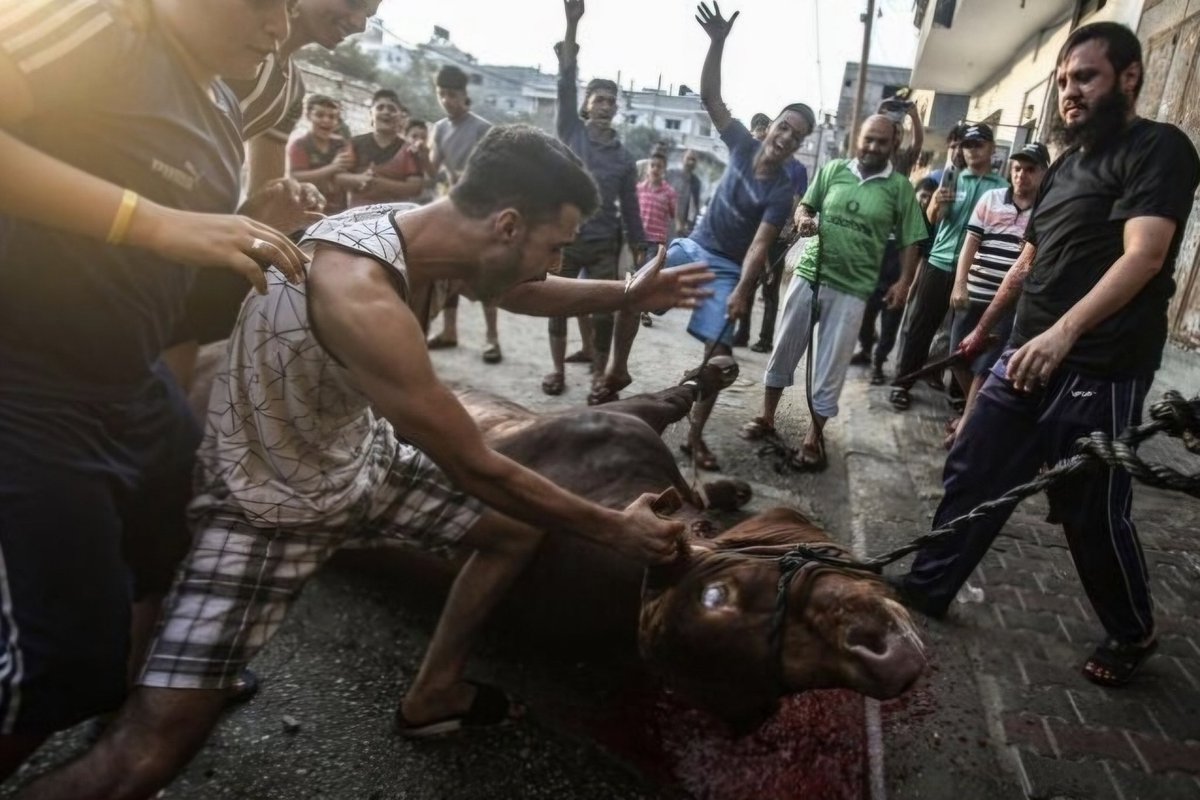 In a week from now, this will be commonplace

An estimated 100 million animals are sacrificed annually for the Islamic festival of Eid

Animals are often sacrificed on the street, taunted &amp; jeered by crowds, before being slaughtered by bleeding out from having their throat slit