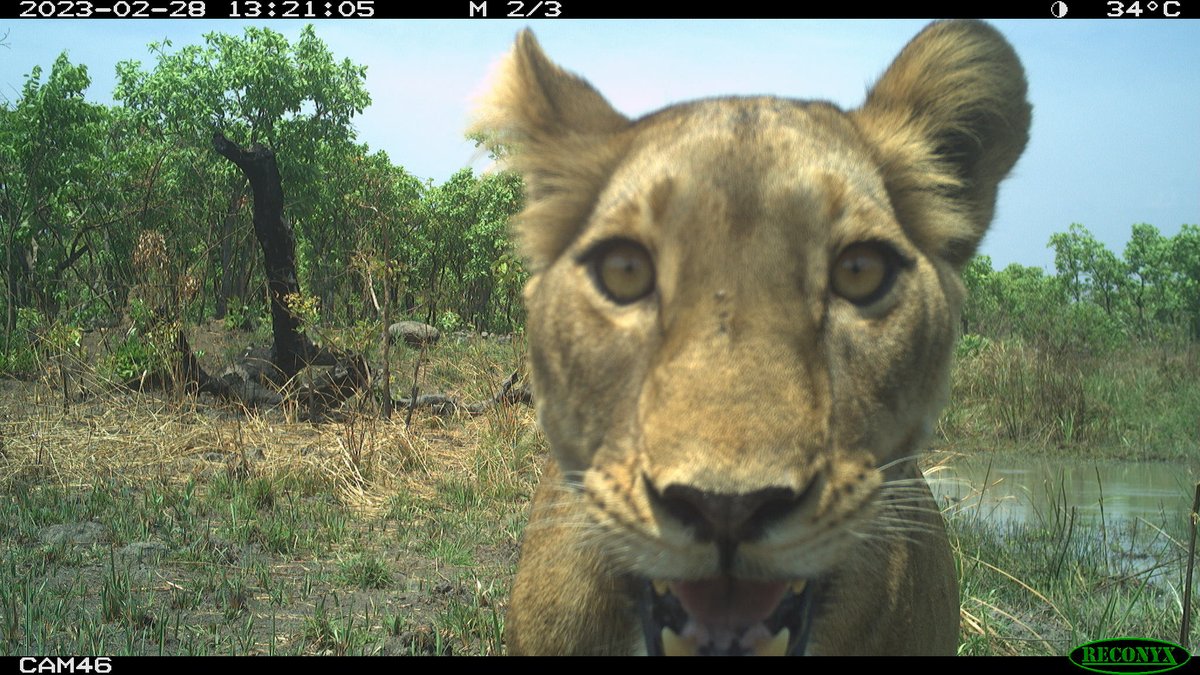 trailcam (@trail_cams) on Twitter photo 