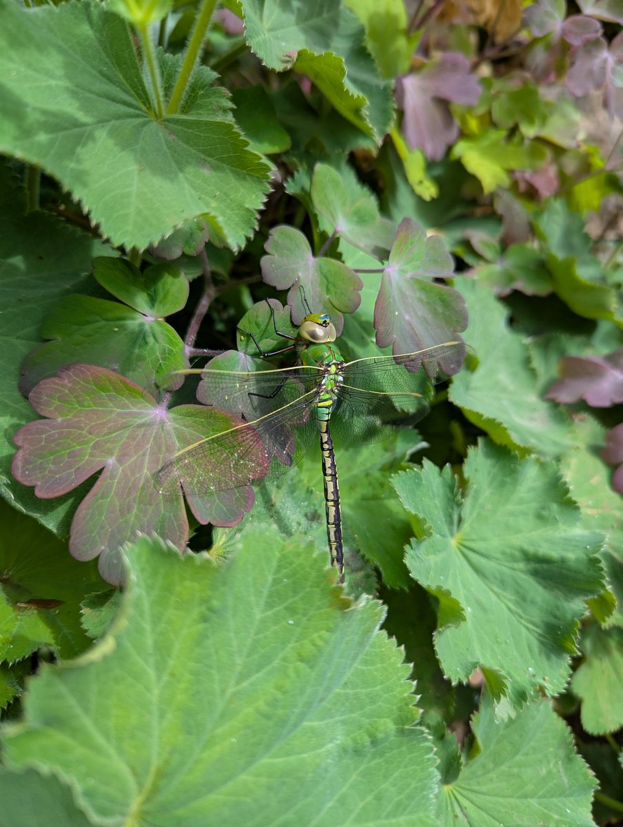 C_A_White's tweet image. Captivating visitor in our garden this morning. Spotted while I was taking a moment of stillness with a cup of tea on the last day of half-term.