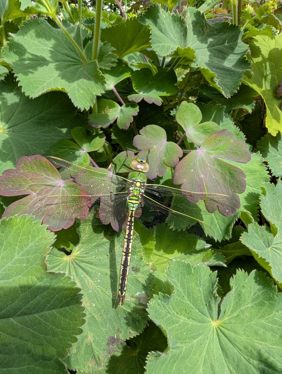 C_A_White's tweet image. Captivating visitor in our garden this morning. Spotted while I was taking a moment of stillness with a cup of tea on the last day of half-term.