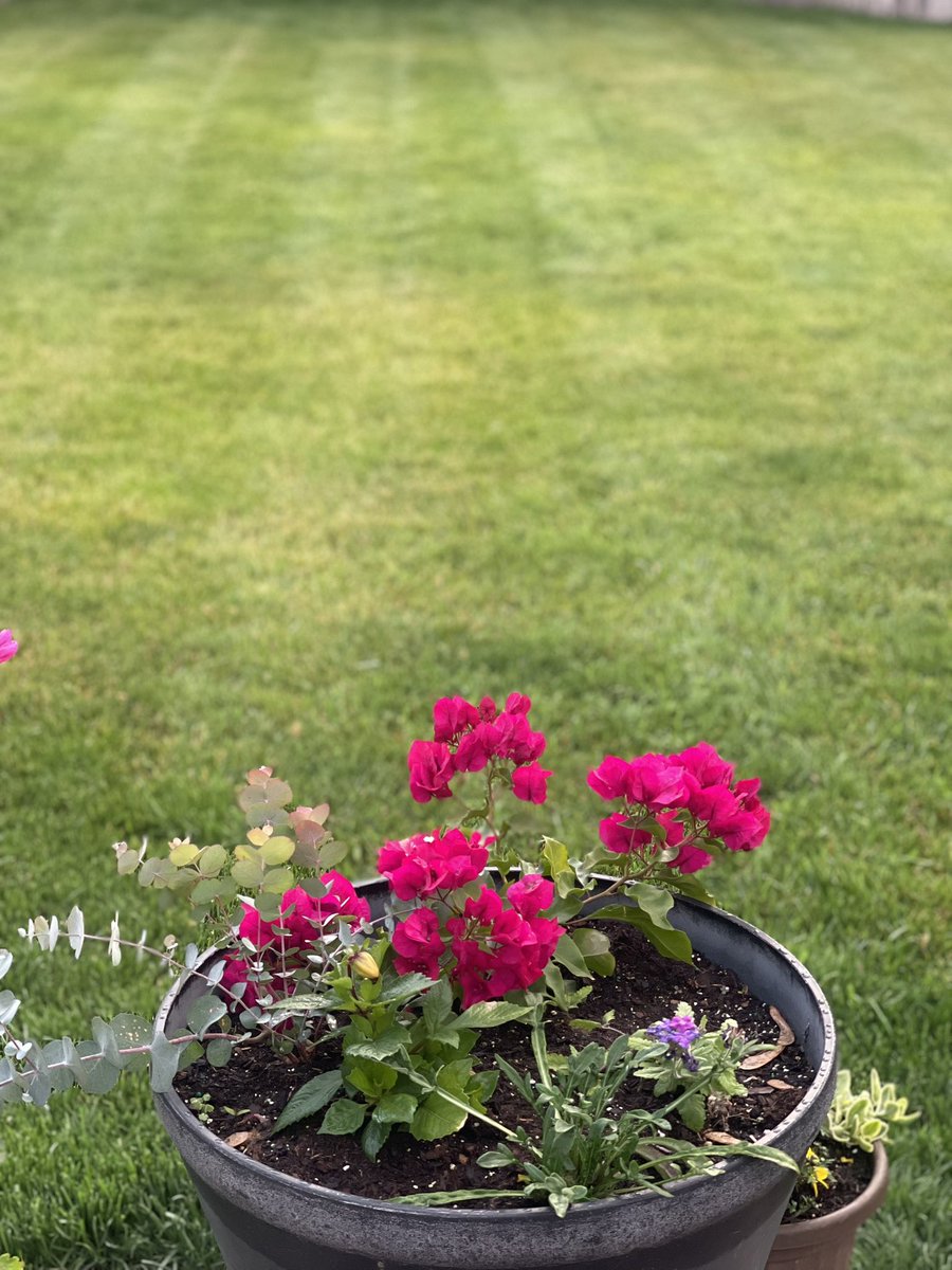 Love me some Friday Morning Dewey Stripes!! Get after it today like it’s your last day! <a href="/OutKickTNML/">ThursdayNightMowingLeague</a> <a href="/JoeKinseyexp/">Joe Kinsey</a> <a href="/kherman255/">Kirk Herman</a> <a href="/chris_burns65/">Chris Burns</a>