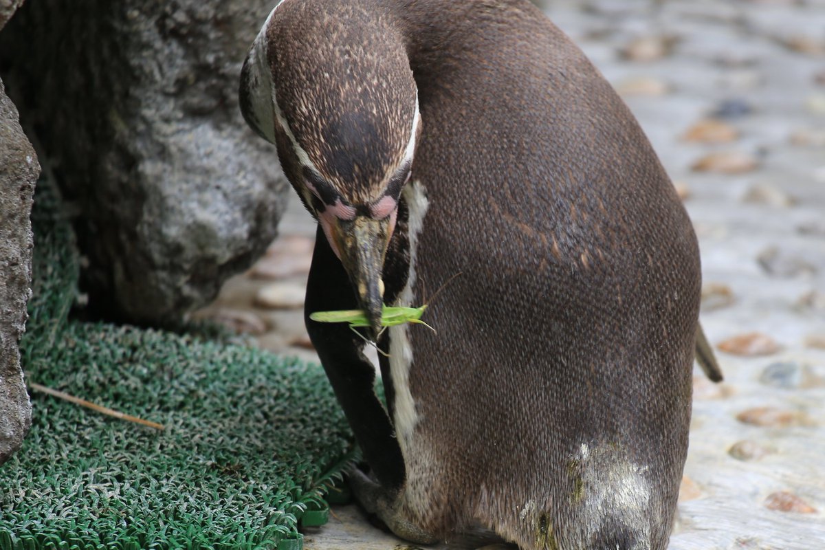 モフモフポンポン (@mofumofumofuku7) / Posts / X