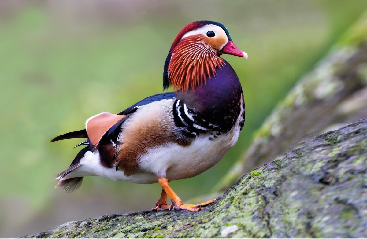 Kearsneyparks's tweet image. Remember when this beautiful Mandarin duck graced us with its presence at #KearsneyParks last year?
The rare bird caused quite a stir, with visitors coming especially to catch a glimpse.
This stunning image, by Steve Elks, marks the month of June in the #KearsneyParkscalendar.