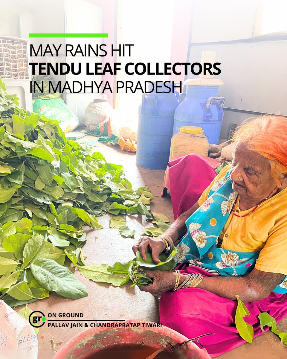 GReportIndia's tweet image. They wake at 4 AM, brave wild forests, and collect leaves that power a billion-rupee industry. Yet they remain trapped in poverty.
Watch full video report on our website
groundreport.in/video-reports/…
#tenduleaves #bidiindustry #tribalrights #forestdwellers #madhyapradesh