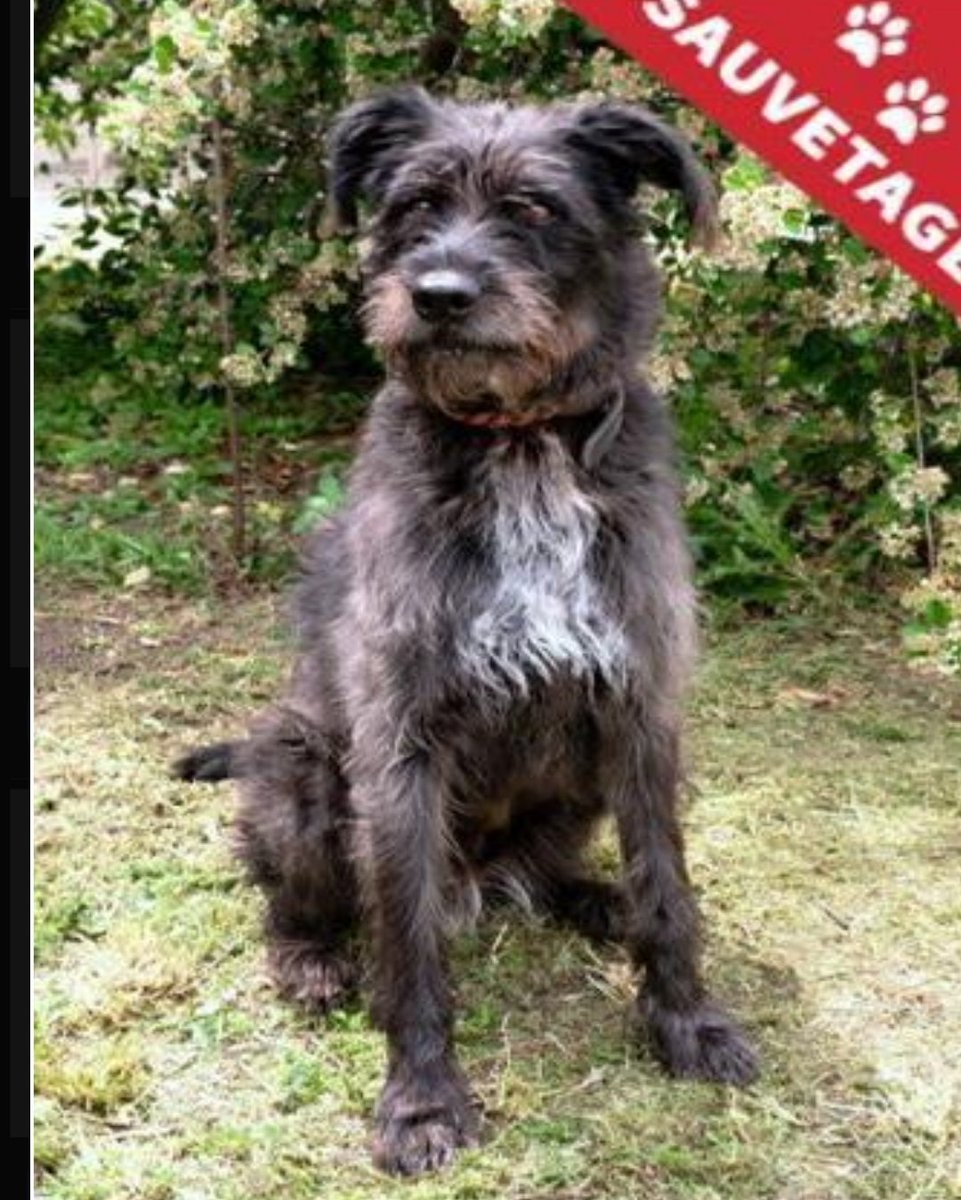 JacobSeed8's tweet photo. URGENCE EUTHANASIE dans le plus grand secret
Bonjour, je suis KAIA, la doyenne du refuge APA 63. La direction veut me tuer car je prend un box a moi seule, je suis agée (env 12 ans) mais en pleine forme. J'ai le malheur d'être au refuge depuis 5 ans et de n'attirer personne. https://t.co/L1lmLbFgSN