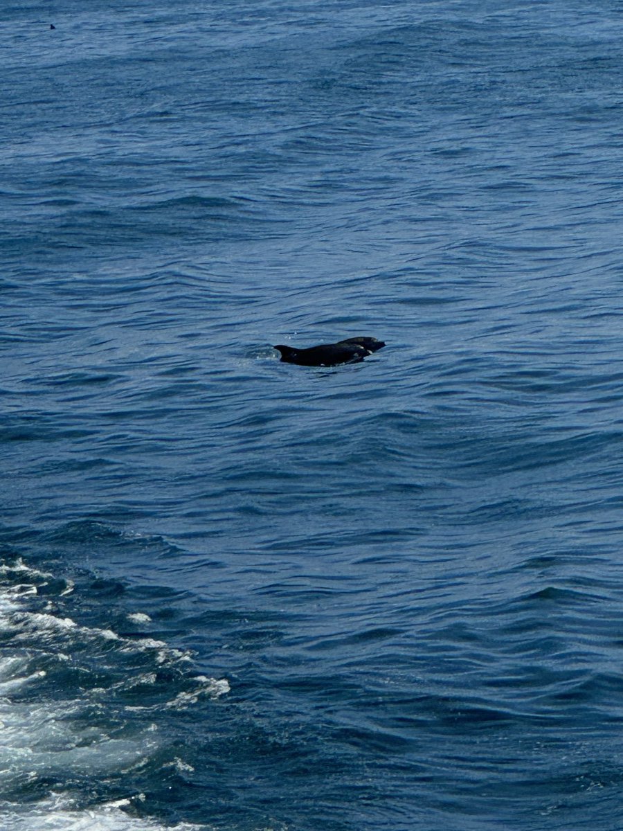 William Jersey tweet media