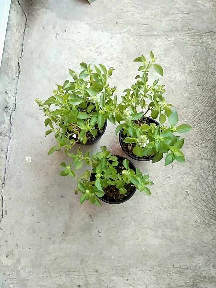 joshcalebgarden's tweet photo. To Ustp Cdo City.
#lemonbasil #herbslovers https://t.co/Y0kPlecgMR