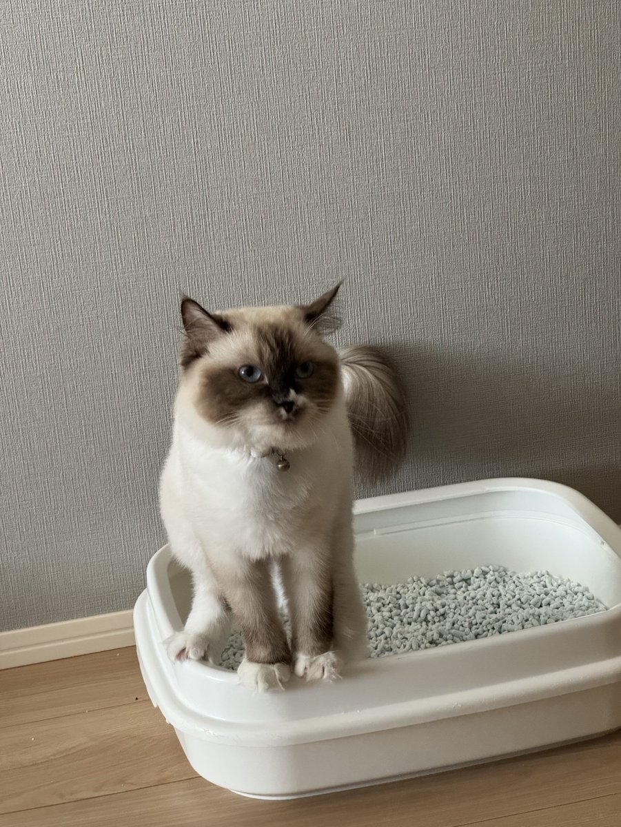 _rai_l33's tweet photo. #猫のうんこ顔選手権 https://t.co/0gyBh5cE29