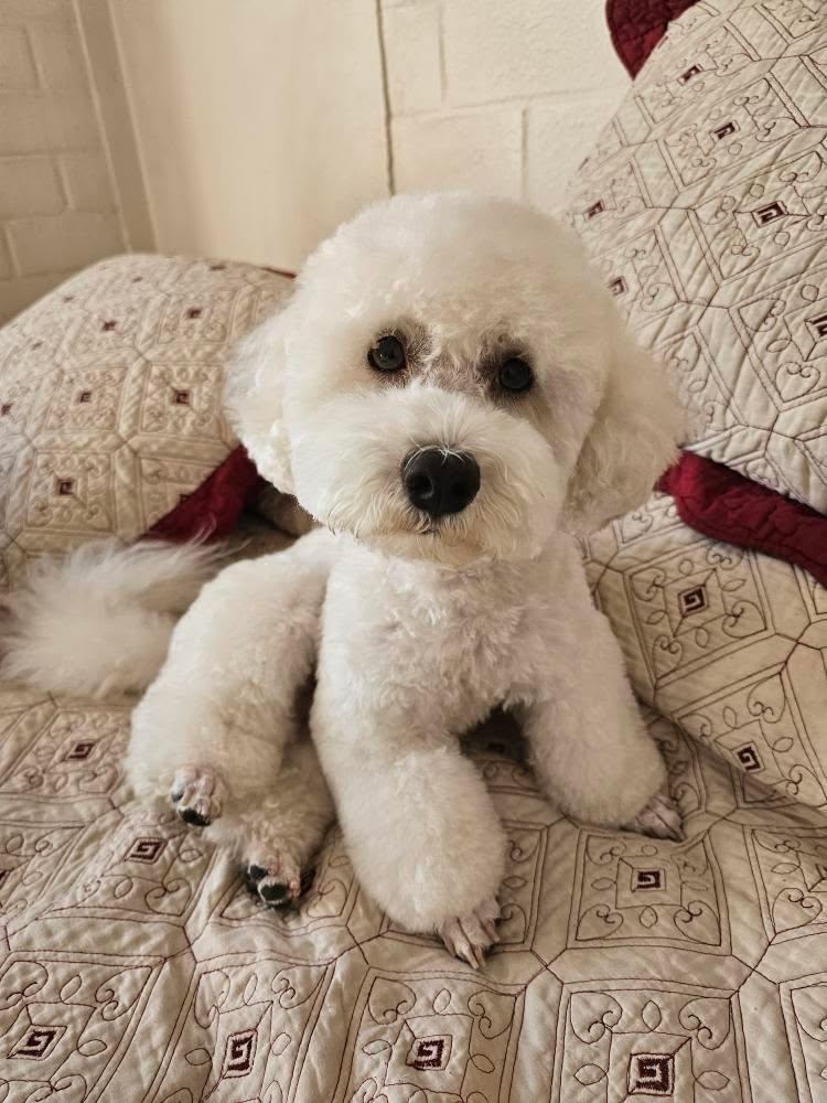 Cyntitah's tweet photo. #DespiertaConChv Hola Kari y Pato, apoyo totalmente el pago de todos nuestros años laborales, ojalá sea aprobado.

Hoy está de cumpleaños mi Ducky🐩, cumple 6 añitos.

¡Feliz cumple mi perrito hermoso! Lo amamos demasiado.
🐩💓🥳 https://t.co/tgwL73SQGV
