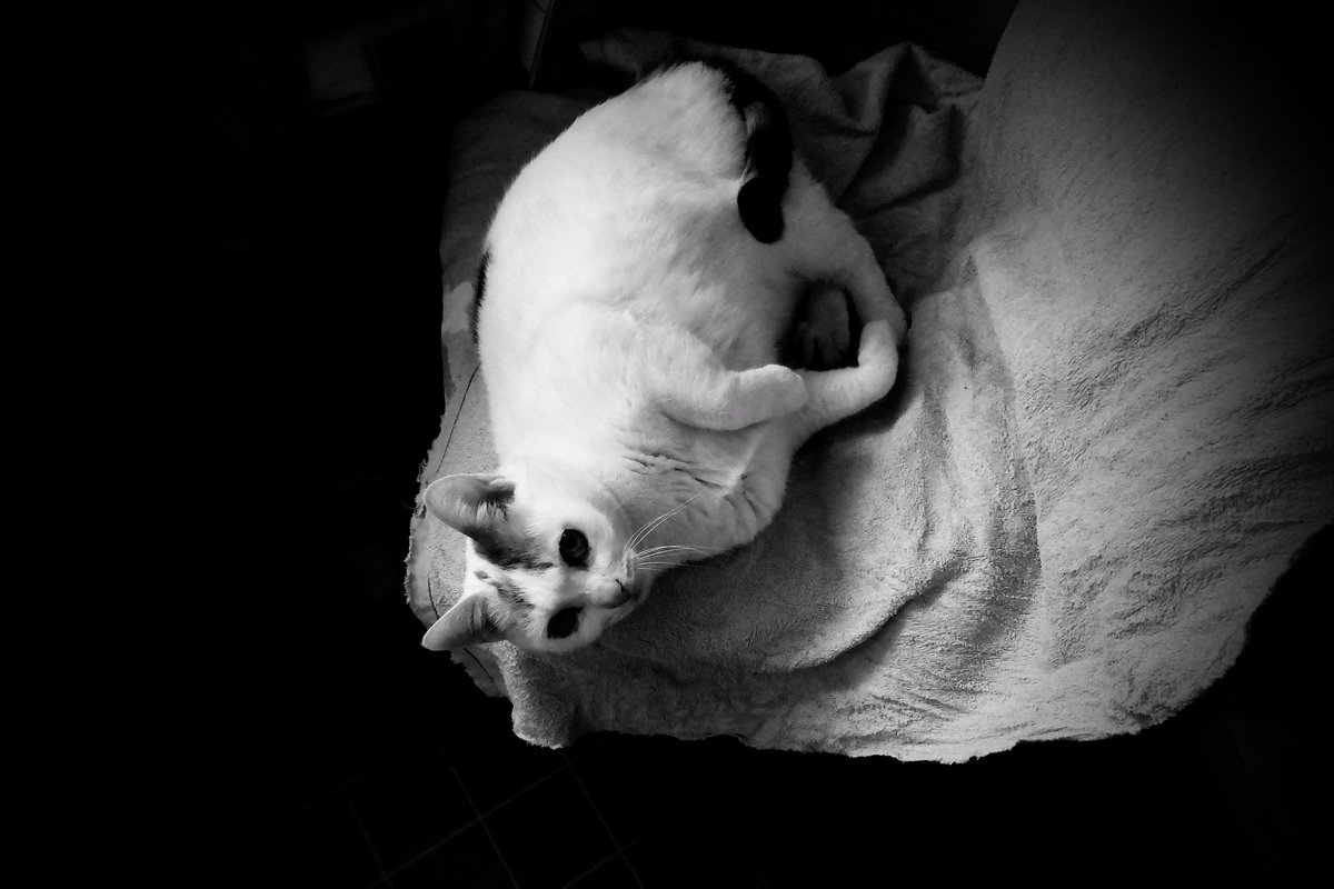 pekomo (@pm_kirua) on Twitter photo 