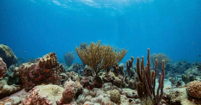 FBiodiversidad's tweet photo. 🐠 En el #DíaMundialDeLosArrecifes

🌊Ecosistemas que albergan➕30% de las especies marinas y aportan servicios como la protección de nuestras costas. 

📢Impulsamos su conservación a través de @LifeIntemares, #LifeEcorest, Programa #Pleamar y #ProyectosPRTR #PlanDeRecuperación