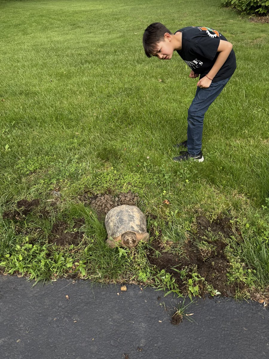 Snapping turtle decided to hang out in the yard.  

Digging up my grass on the side of the driveway.  

Ugly beast.