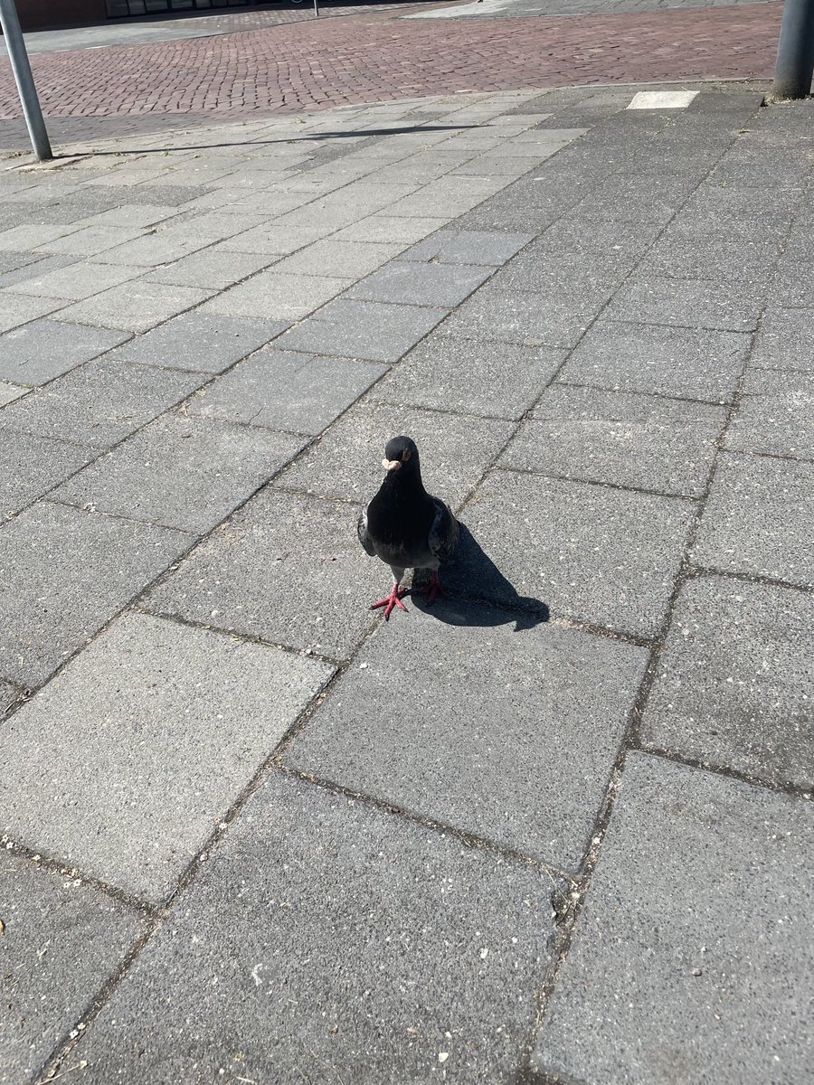 Snelle lunch op een bankje in de stad samen met een Zwolse duif 💙