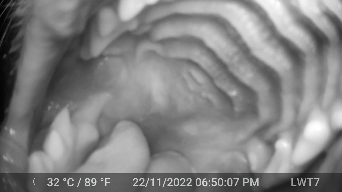 trailcam (@trail_cams) on Twitter photo 