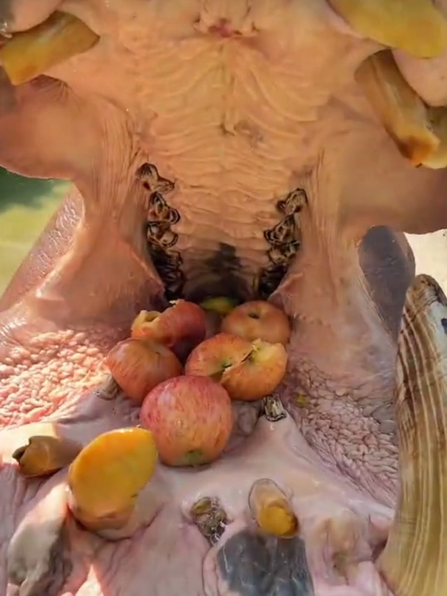 Was könnte das sein……Wer weiß das ohne Grok zu fragen?