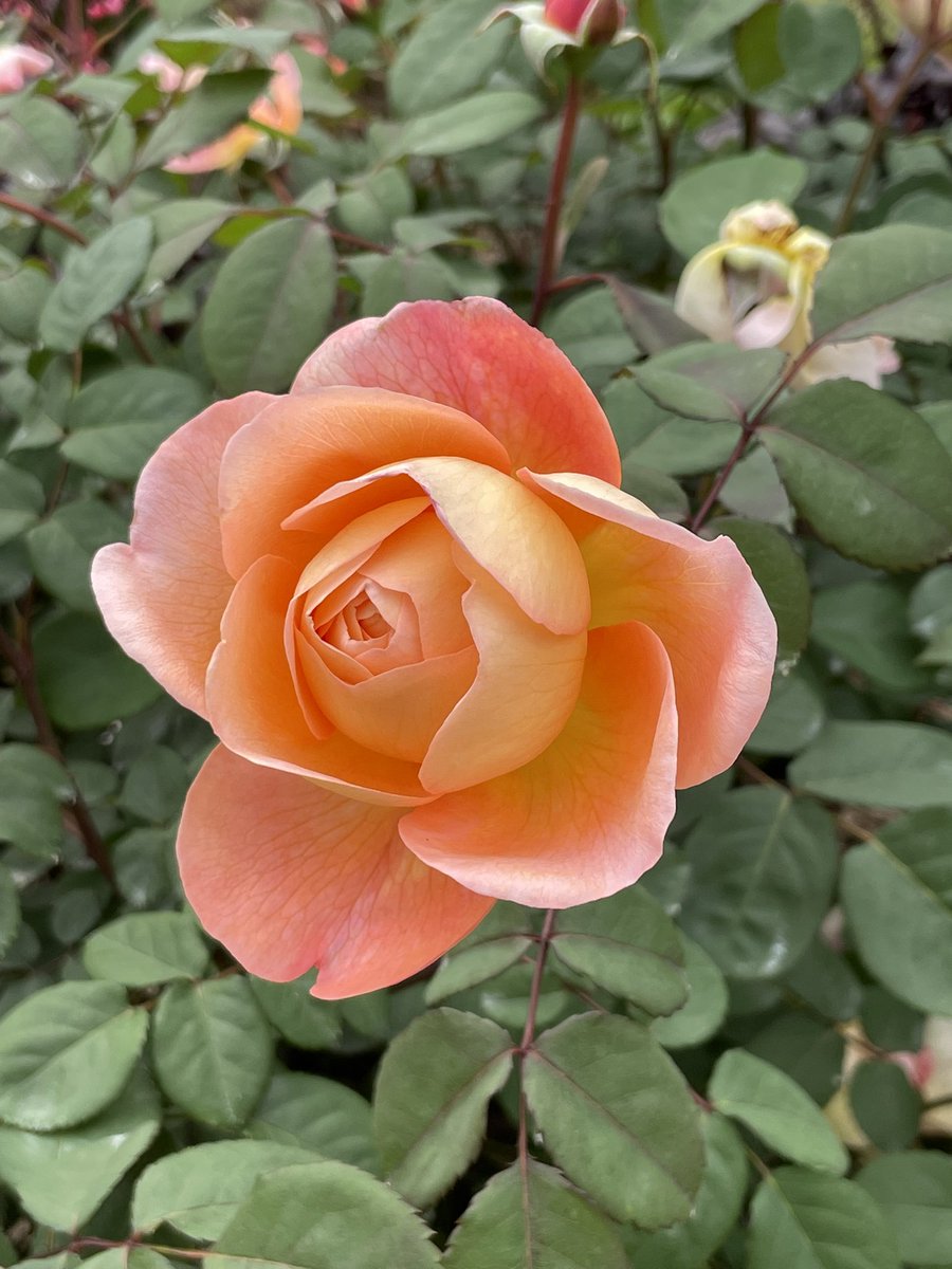 KeiichiFukunis1's tweet photo. #薔薇 #レディーエマハミルトン
#LadyEmmaHamilton #京都府立植物園 #KyotoBotanicalGardens
2025.5.18 https://t.co/mZErAY2vo2