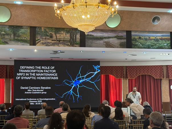 This week, José and Dani also attended and presented their research at <a href="/ciberned/">CIBERNED</a> 's International Conference on Neuroinflammation, Aging and Neurodegeneration in Ciudad Real <a href="/IIBmCSICUAM/">IIBM</a>