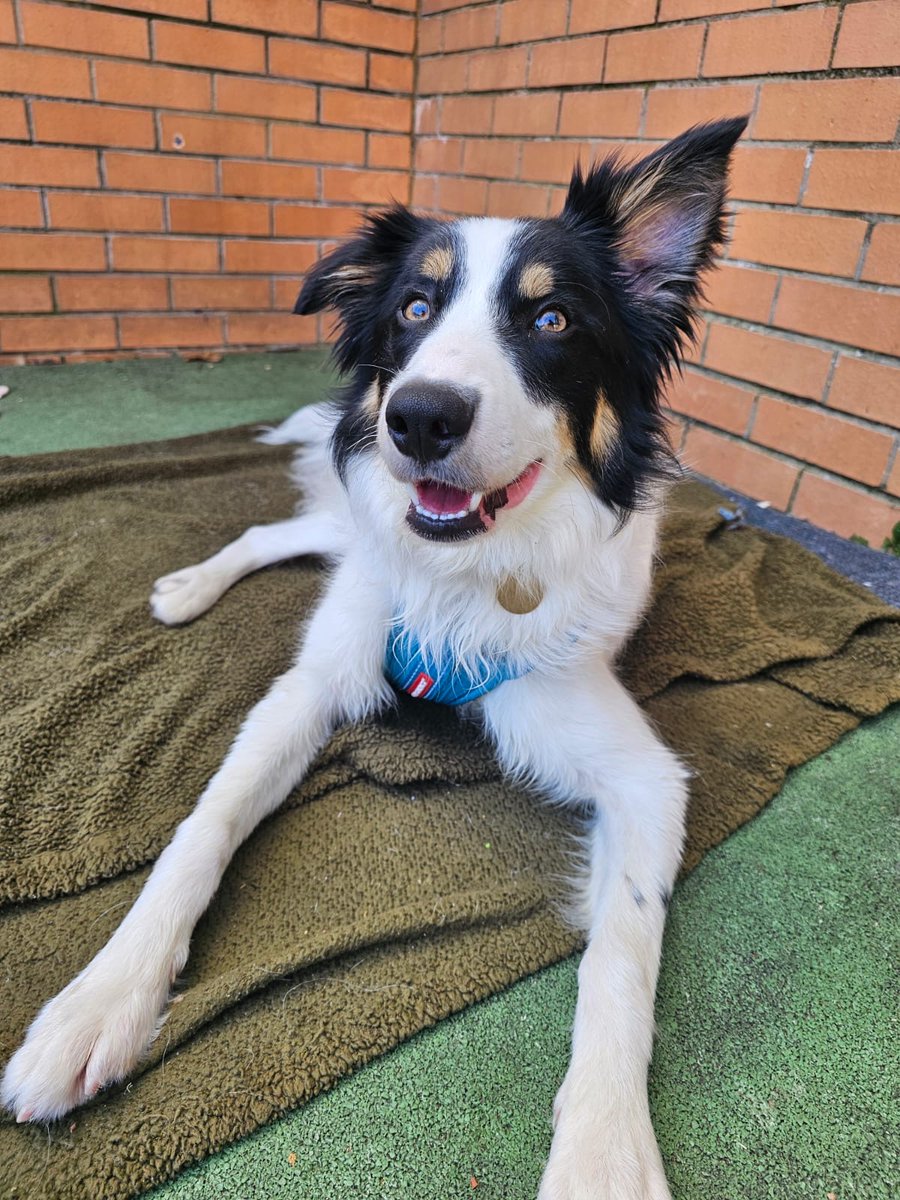Meet Codie! 🐾
This friendly and playful boy has been transferred to us from another rescue, and it’s clear he’s full of love to give. 💕Sadly, this boy doesn’t cope well in kennels, so we’re hoping to find him a loving home as soon as possible. 
bordercollietrustgb.org.uk/rehoming.