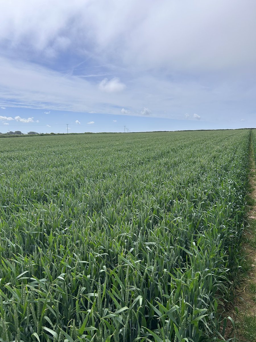 Mayflower and its septoria scoring standing out again, be a sept harvest at this rate 😅🤞🏼 this translates to yield!