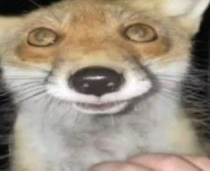 foxvixfox's tweet photo. Me when I https://t.co/XfHjMXSEUO