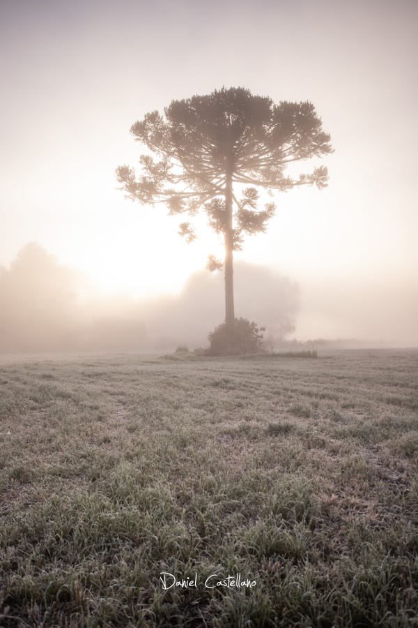 As manhãs deste final de Outono estão geladas. Em algumas baixadas o manto branco da geada com cerração anuncia o dia que está por vir. Daniel Castellano - que acorda antes da Aurora- põe gorro, luvas e japona, e sai para fotografar. Linda foto de Curitiba ao amanhecer. #BomDia