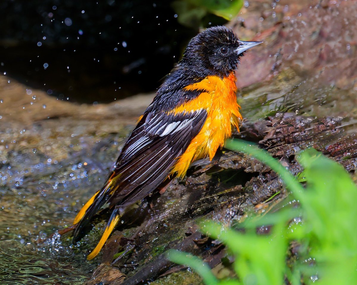 Ruben Giron (@rubengi02391602) on Twitter photo Baltimore Oriole - These birds are known for their vibrant orange and black plumage. Seen at the Bathing Rock, I am mesmerized whenever I see one of these beauties. #birdcpp <a href="/BirdCentralPark/">Manhattan Bird Alert</a> Baltimore Oriole - These birds are known for their vibrant orange and black plumage. Seen at the Bathing Rock, I am mesmerized whenever I see one of these beauties. #birdcpp <a href="/BirdCentralPark/">Manhattan Bird Alert</a>