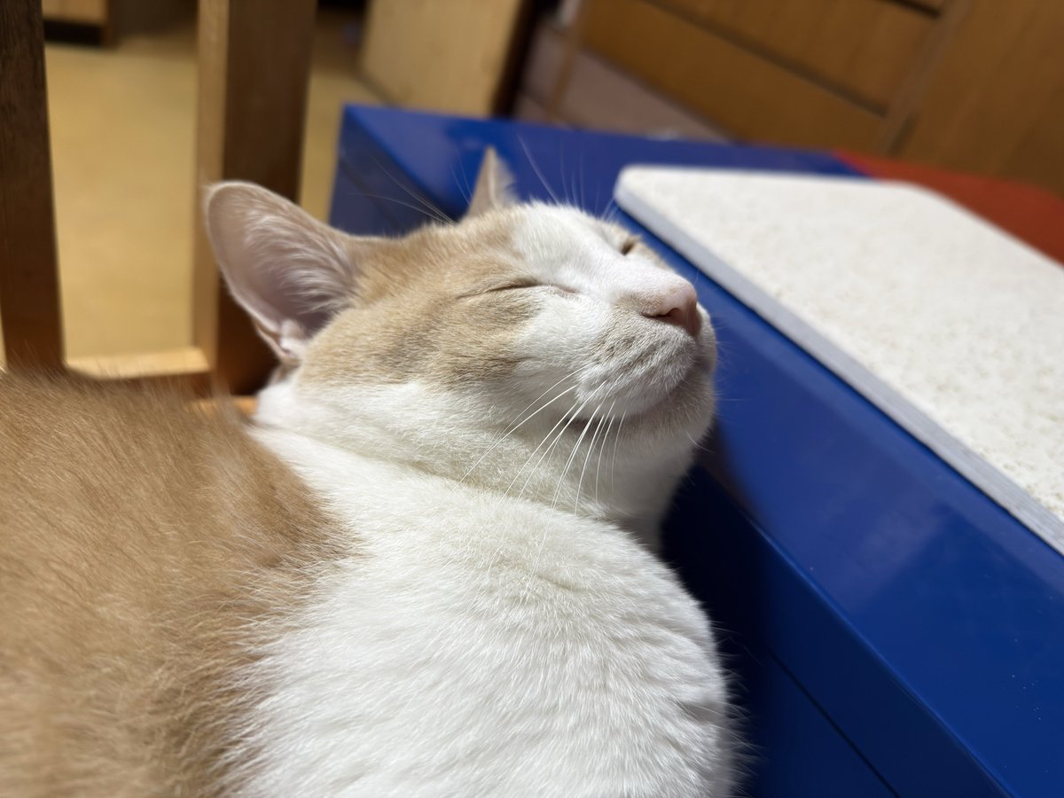 お気に入りの座布団で😴
猫鍋はまだ少し早かったみたい🙂