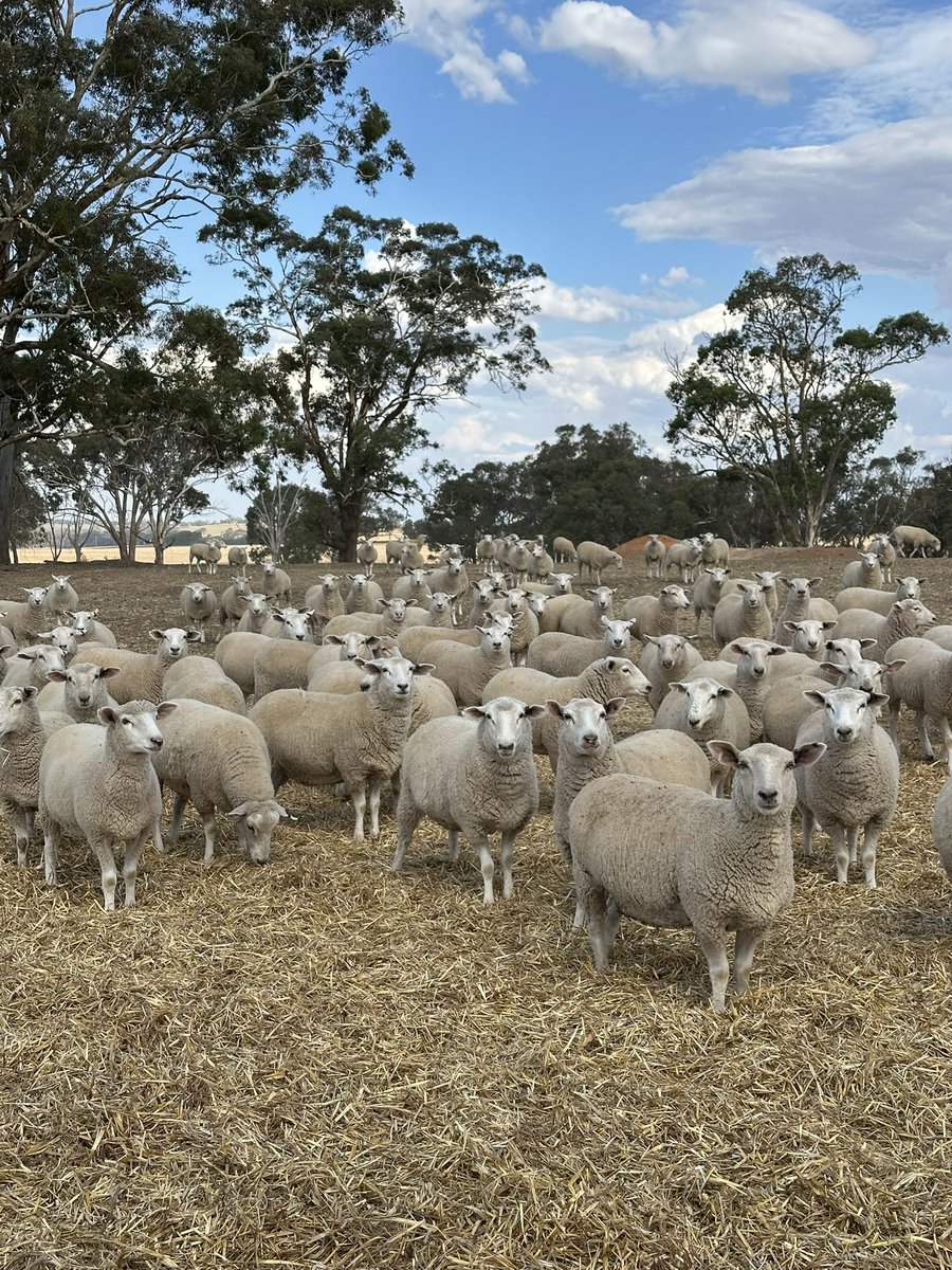 Grassroots Agronomy tweet media