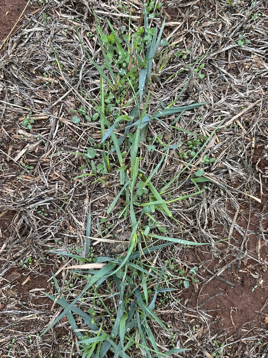 Grassroots Agronomy tweet media