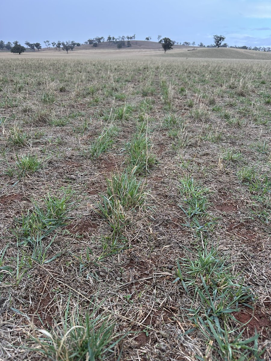 Grassroots Agronomy tweet media