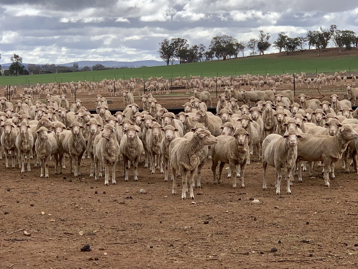 Long period of autumn containment feeding now paying off. Tall fescue, ryegrass &amp; subclover responding with recent rains in southern NSW. 

Retention of groundcover allows rainfall to infiltrate &amp; pasture to capture sunlight. 

Containment a proven tactic yet limited adoption.