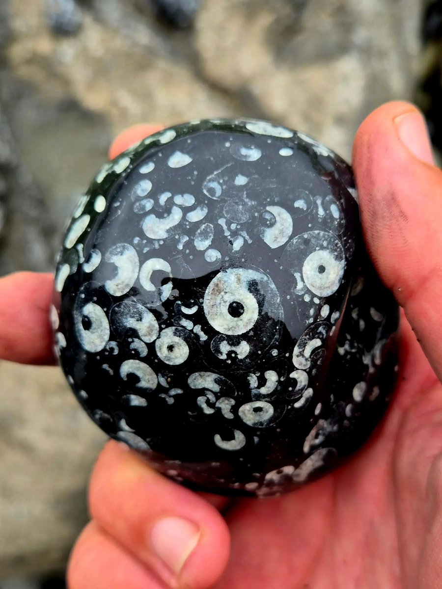 A sea smoothed ball of Goniatite fossils. 
The shells of ancient relatives of Squid and Octopus that swam the seas over 300 million years ago. 
County Clare, Ireland.