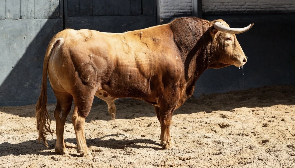 Demasiado agradable la novillada de esta tarde para Marco Pérez. No digo que haya que echar una gallumbada como novillada, pero en Madrid se necesita más animal. Luego a muchachos mucho menos rodados les echan auténticas corridas de toros. A unos tanto y a otros tan poco.