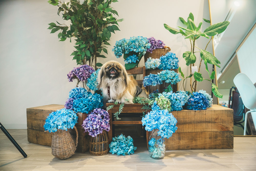 名古屋にOPENした、フォトスタジオも併設してる穴場なワンコOKカフェに行ってきた
inucafe-repobu.com/article/syako