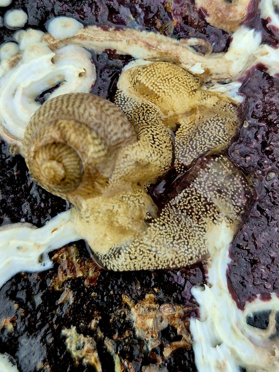 An egg mass of some kind - draped across a Grey topshell (Steromphala cineraria) and some Keelworm (Pomatoceros lamarcki) casings. I think it belongs to a nudibranch or sea-snail of some kind - any ID suggestions welcome 👍
County Clare, Ireland.