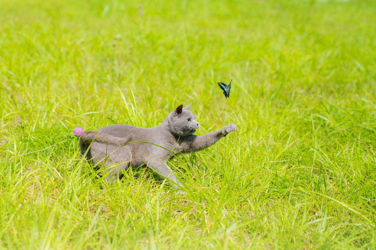 #新しいフォロワーさんが増えたので私の写真の振り幅を見てもらいたい祭 
猫の写真では結構振り幅があるハズ！