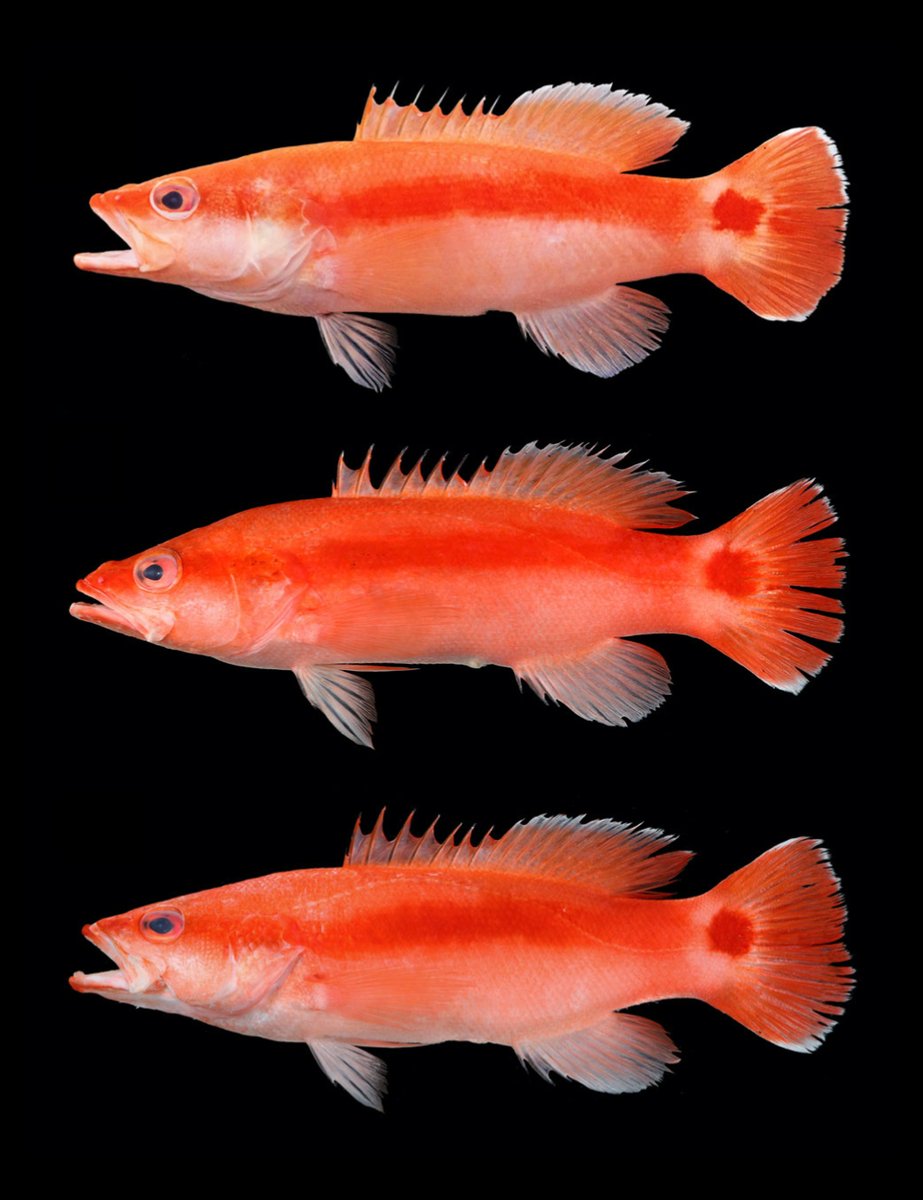 FishInTheNews's tweet image. #NewSpeciesAlert - 𝐿𝑖𝑜𝑝𝑟𝑜𝑝𝑜𝑚𝑎 𝑡𝑒𝑟𝑒𝑐𝑎𝑢𝑑𝑢𝑚, a new species of deep water basslet is described off northern Taiwan near the "Three Northern Islands" - Agincourt (Pengjia Islet), Crag (Mianhua Islet), and Pinnacle (Huaping Islet). #JFB
🔒 onlinelibrary.wiley.com/doi/10.1111/jf…