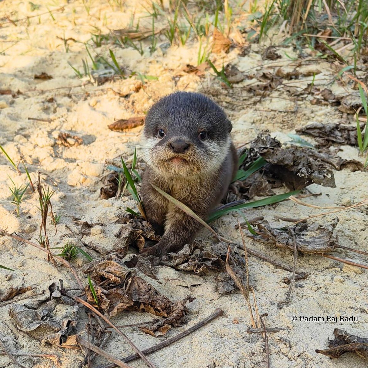 WWFNepal's tweet image. A FIRST in 185 years! This young Asian small-clawed otter was spotted in Nepal last year!
Read all about it:iucnosgbull.org/Volume42/Shres…
WWF Nepal is working with Govt of Nepal, local communities and partners to protect and further understand these small mammals.
#TogetherPossible