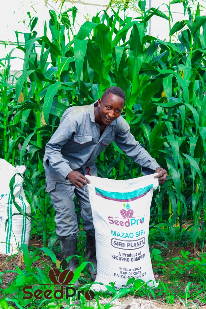 Most farmers grow maize 🌽 not only for their own consumption but also animal.After removing the maize then you harvest "mafefe"for animals.
#mazao na seedpro